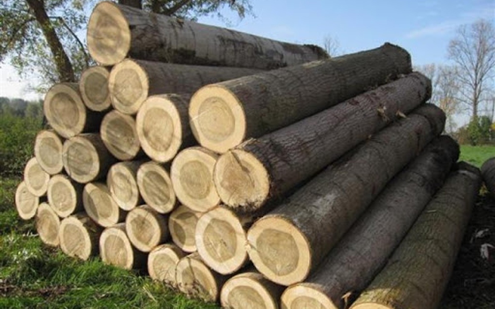 Chứng minh gỗ nguyên liệu hợp pháp: Điều kiện "sống - còn" để xuất khẩu